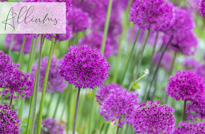 Shop Alliums